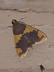 Rehimena