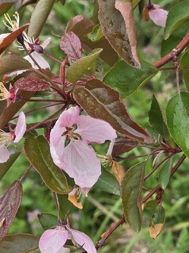 Hall Crab Apple (Malus halliana)