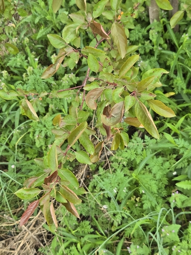 Image of Malus halliana by (c) Jo Roberts, some rights reserved (CC BY)