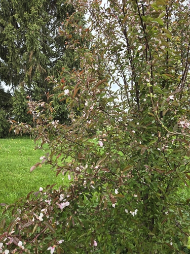 Malus halliana, photograph 3