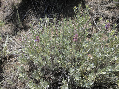 Salvia pachyphylla