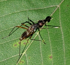 Taeniaptera