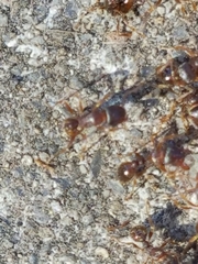 Tetramorium immigrans