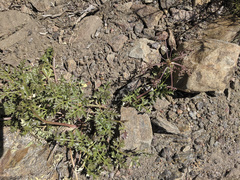 Tauschia parishii