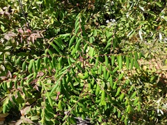 Rhus × borealis