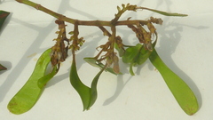 Machaerium condensatum