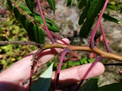 Rhus × borealis