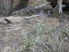 Salvia pachyphylla