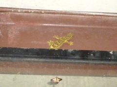 Thecadactylus solimoensis