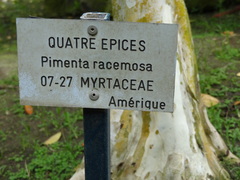 Pimenta racemosa