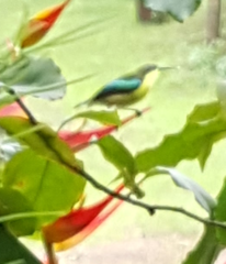 Aethopyga pulcherrima