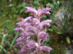 Orobanche pubescens
