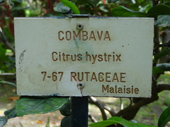 Citrus hystrix