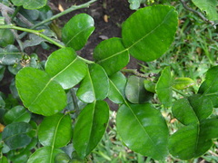 Citrus hystrix