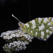 Mountain Dappled White - Photo (c) jacinta lluch valero, some rights reserved (CC BY-SA)