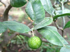 Citrus hystrix