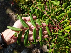Rhus × borealis