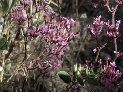 Chorizanthe leptotheca