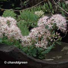 Hylotelephium tatarinowii