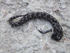 Vipera ammodytes