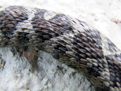 Vipera ammodytes