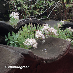 Hylotelephium tatarinowii