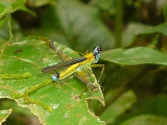 Eumastax