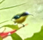 Aethopyga pulcherrima