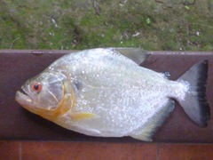Speckled Piranha photo 2