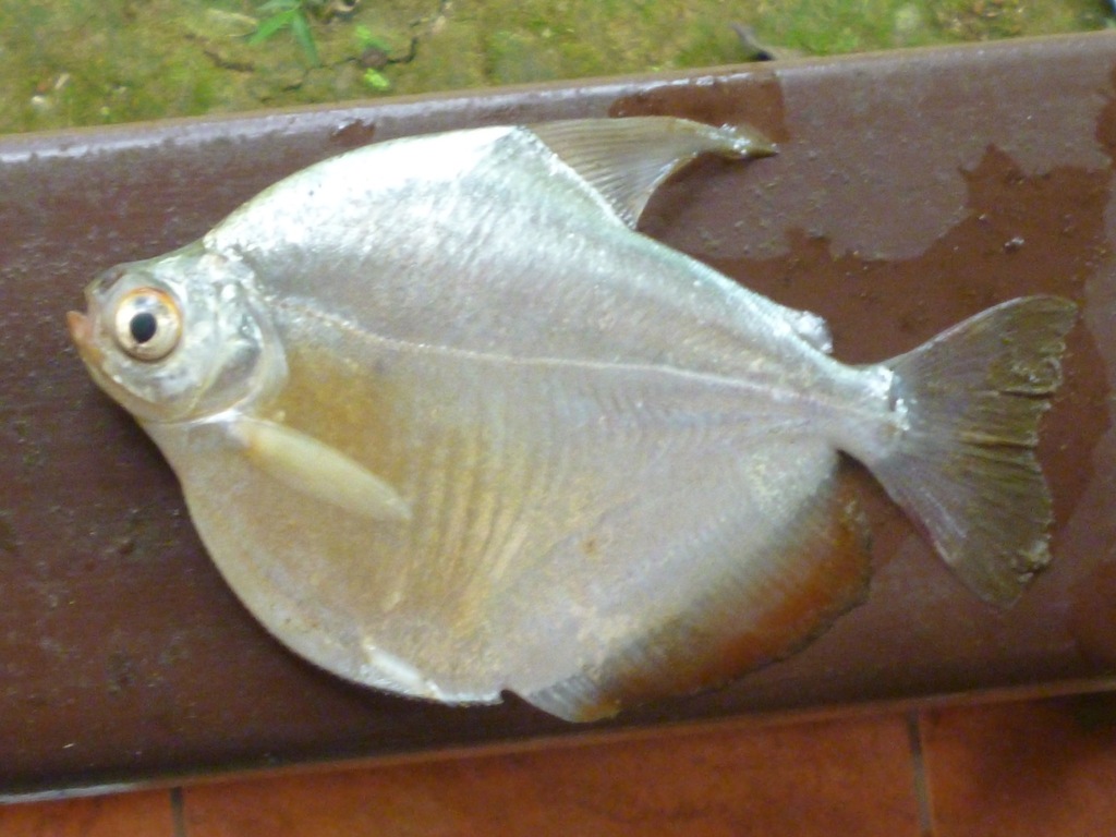 Mylossoma aureum — Serrasalmidae