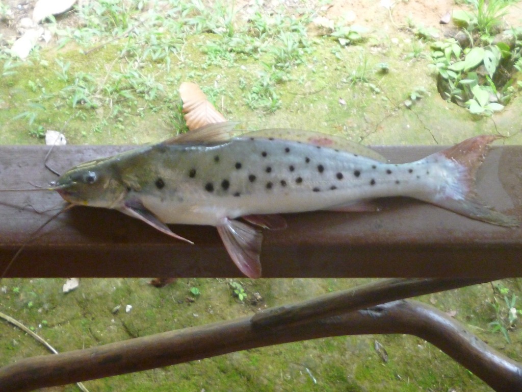 Vulture Catfish