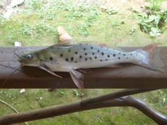 Calophysus macropterus