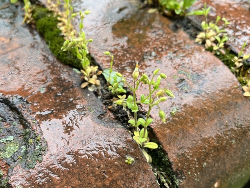 European chickweed (Cerastium pumilum)