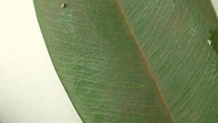 Machaerium condensatum