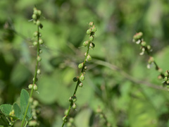 Melilotus italicus, photograph (c) Daniel Cahen, some rights reserved (CC BY)