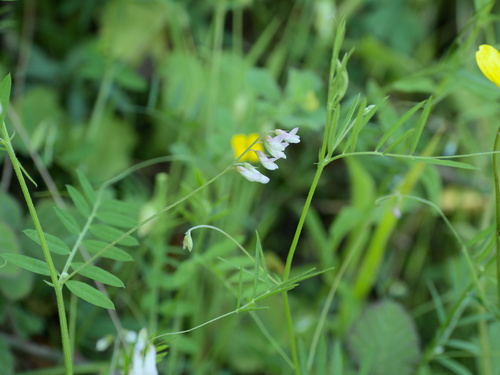 Downy Vetch (Vicia pubescens)