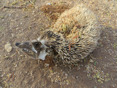 Atelerix albiventris