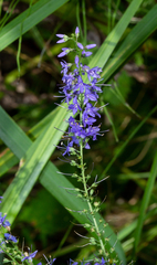 Veronica spuria