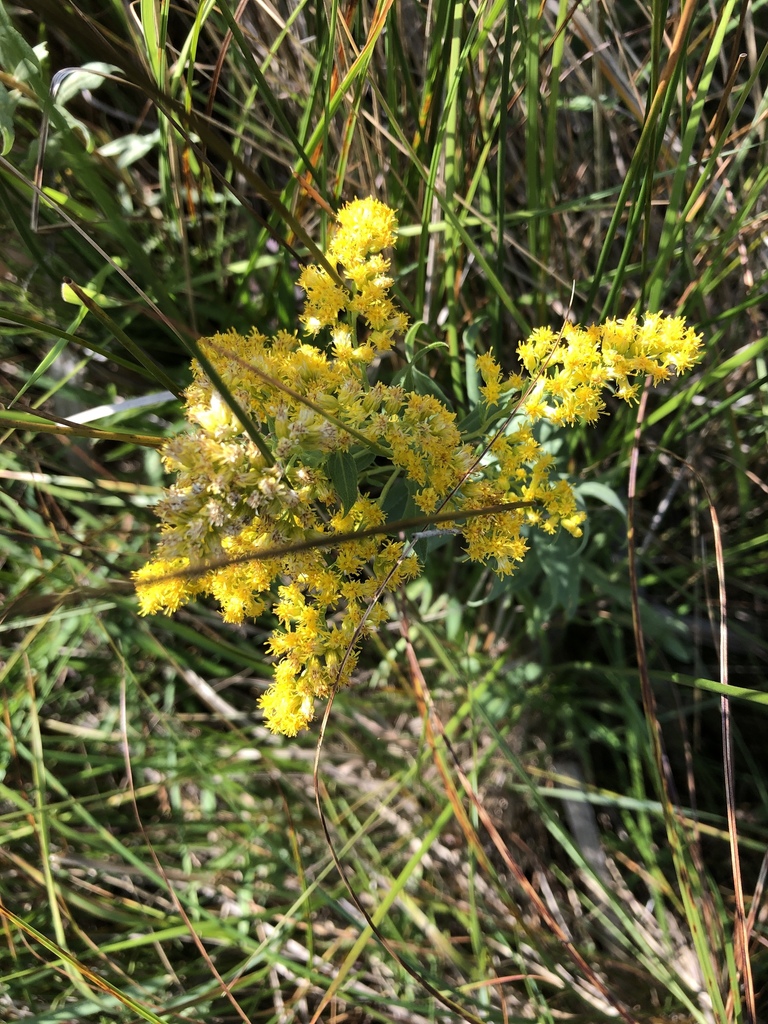 goldenrods from Corman Park No. 344, Corman Park No. 344, SK, CA on August 24, 2019 at 1033 AM