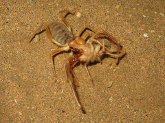 Galeodidae