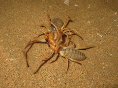 Galeodidae