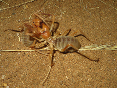 Galeodidae