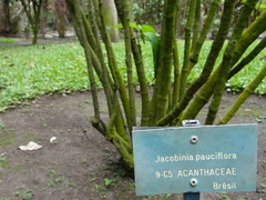 Justicia floribunda