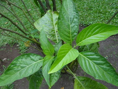 Justicia floribunda