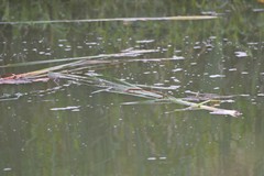 Sus scrofa domesticus