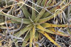 Hechtia texensis