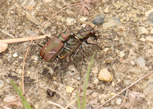 Purple Tiger Beetle photo 4