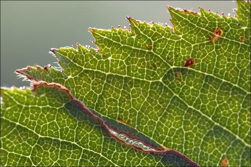 Stambiavaisis erškėtis nuotrauka
