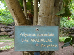 Polyscias paniculata