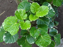 Polyscias paniculata